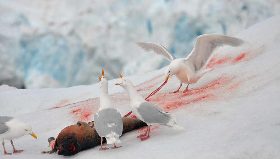 Polarmåken er øverst i næringskjeden og en viktig indikator for helsestatusen til flere andre arter i det arktiske økosystemet. Bildet viser polarmåker som spiser på et ferskt selkadaver på Svalbard. (Foto: Geir Wing Gabrielsen, Norsk Polarinstitutt) Polarmåken er øverst i næringskjeden og en viktig indikator for helsestatusen til flere andre arter i det arktiske økosystemet. Bildet viser polarmåker som spiser på et ferskt selkadaver på Svalbard. (Foto: Geir Wing Gabrielsen, Norsk Polarinstitutt)