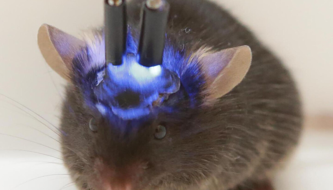 Forskere kunne ved hjelp av optiske fibre og optogenetiske nerveceller styre hva slags nervesignaler som ble sendt i musas hjerne. (Foto: Olena Bukalo) Forskere kunne ved hjelp av optiske fibre og optogenetiske nerveceller styre hva slags nervesignaler som ble sendt i musas hjerne. (Foto: Olena Bukalo)