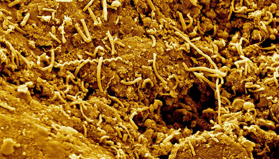 Eldgamle jordmikrober funnet to kilometer under havbunnen