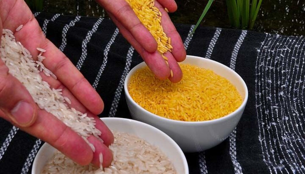 «Golden rice» har fått tilført et gen fra gulrøtter og inneholder derfor en kilde til A-vitamin. Mangel på A-vitamin fører til hundretusenvis av dødsfall hvert år. (Foto: IRRI) «Golden rice» har fått tilført et gen fra gulrøtter og inneholder derfor en kilde til A-vitamin. Mangel på A-vitamin fører til hundretusenvis av dødsfall hvert år. (Foto: IRRI)
