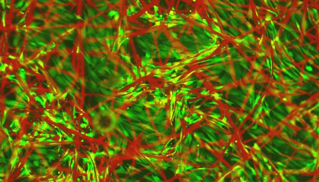 Levende celler fra hjertemuskelen til en kylling (grønne) vokser blant fibrene (røde) i støttematerialet laget av materialet TQ1. I nært infrarødt lys kan forskerne se forskjell på vevet og de røde fibrene. (Foto: Linköpings universitet)