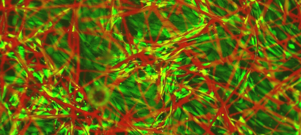 Levende celler fra hjertemuskelen til en kylling (grønne) vokser blant fibrene (røde) i støttematerialet laget av materialet TQ1. I nært infrarødt lys kan forskerne se forskjell på vevet og de røde fibrene. (Foto: Linköpings universitet)