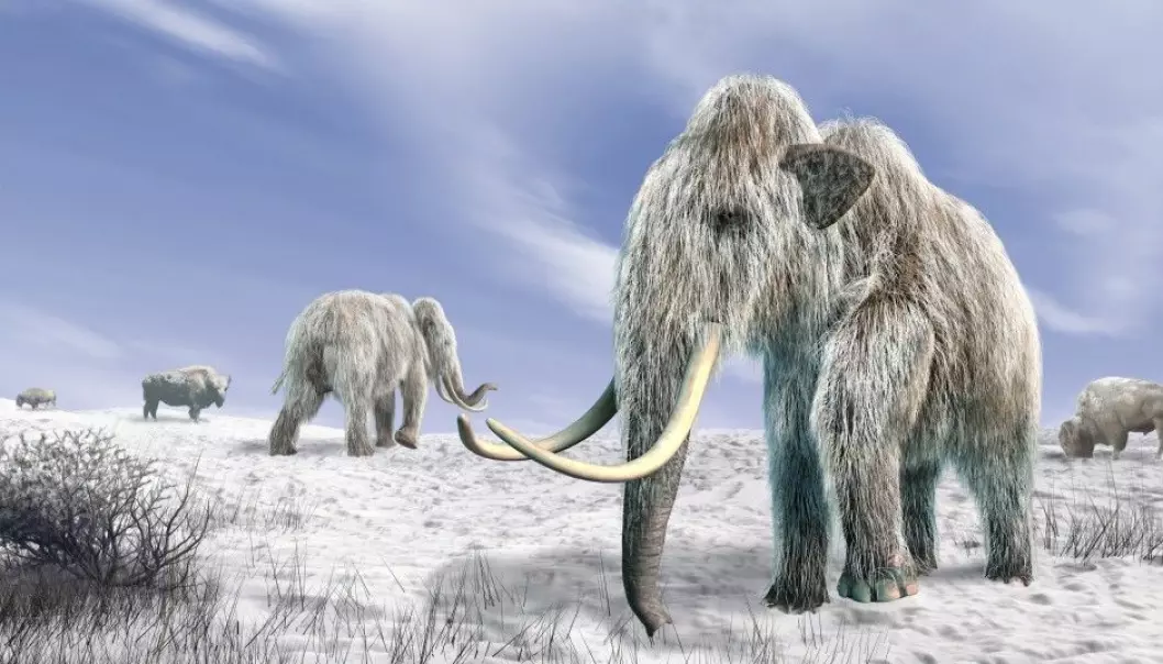 Klimaoppvarming drepte mammuten