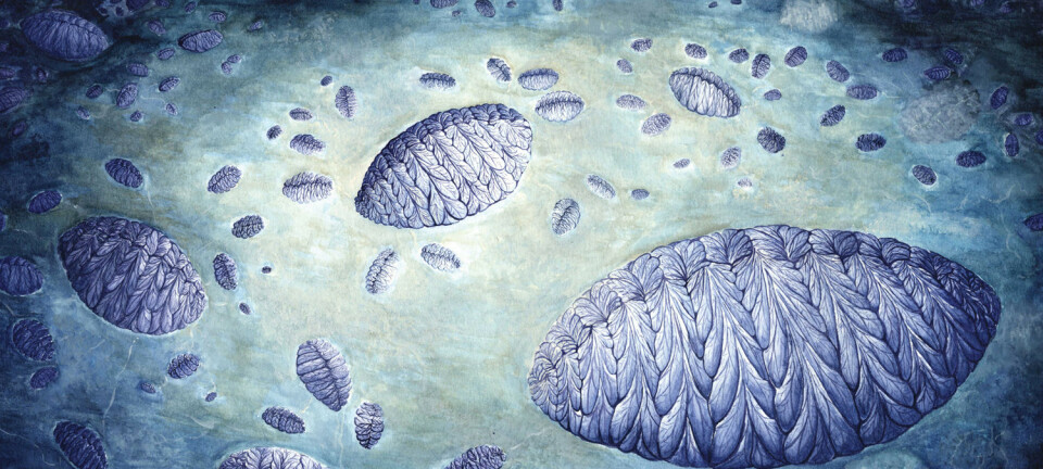 Fractofusus slik forskerne tror at den så ut. En kunstner har illustrert samfunnet disse organismene levde i på havbunnen, der første generasjon har avkommet rundt seg, og barnebarna ligger rundt avkommet. (Foto: C. G. Kenchington)