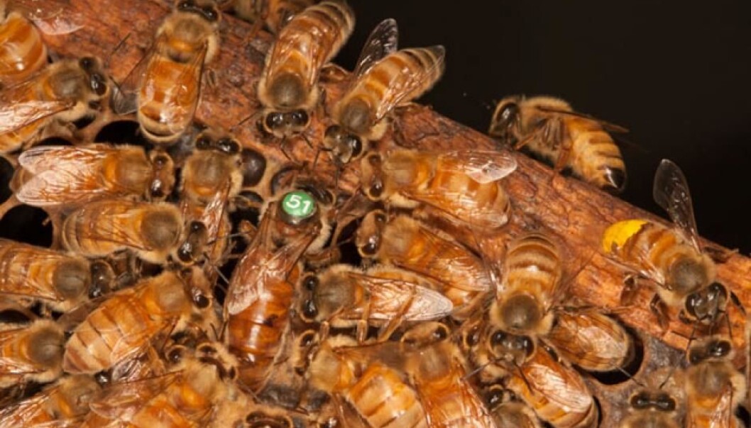 Biekolonien har en dronning (her med nummer 51) og mange tusen arbeidere som alle er jenter. Vanligvis begynner arbeiderbiene livet sitt som ammer inne i kuben, og bytter til matsankere ute i naturen etter rundt tre uker. (Foto: Christofer Bang) Biekolonien har en dronning (her med nummer 51) og mange tusen arbeidere som alle er jenter. Vanligvis begynner arbeiderbiene livet sitt som ammer inne i kuben, og bytter til matsankere ute i naturen etter rundt tre uker. (Foto: Christofer Bang)