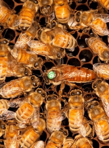 Bakteriene blir med i maten og blir fordøyd av dronningen (med nummer på ryggen). (Foto: Christofer Bang) Bakteriene blir med i maten og blir fordøyd av dronningen (med nummer på ryggen). (Foto: Christofer Bang)