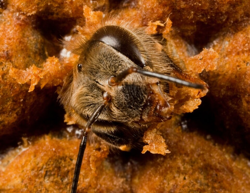 En nyfødt bie. (Foto: Christofer Bang)