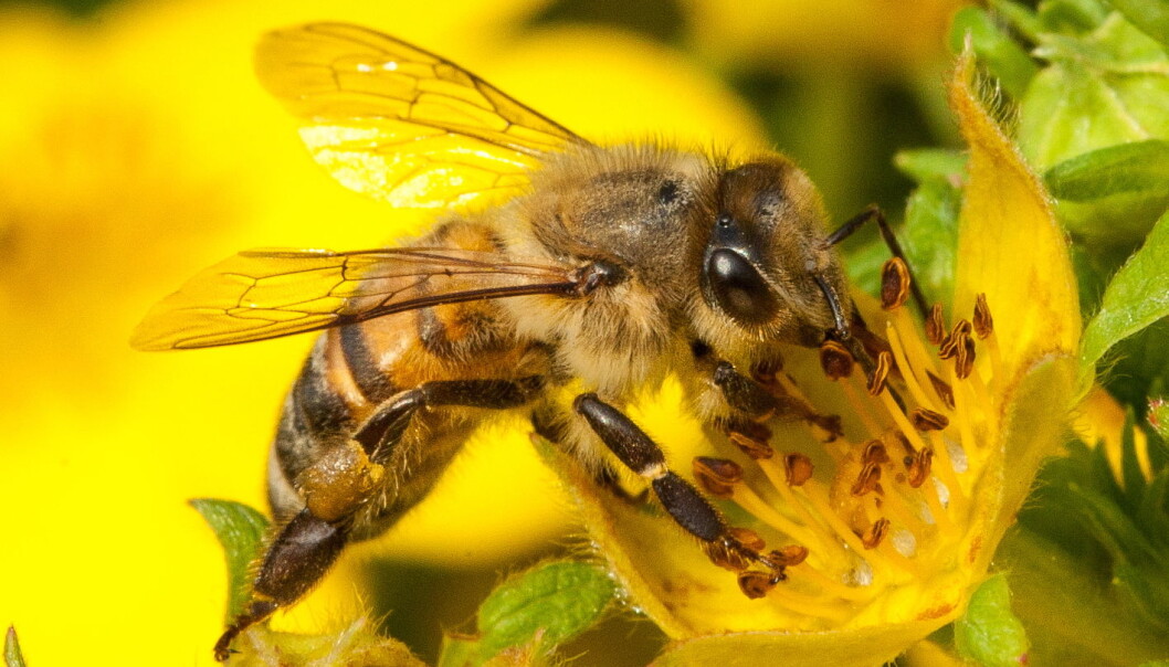 Når bier flyr rundt og samler pollen og nektar, kan de også plukke opp bakterier og andre infeksjoner som finnes ute i verden. (Foto: Christofer Bang) Når bier flyr rundt og samler pollen og nektar, kan de også plukke opp bakterier og andre infeksjoner som finnes ute i verden. (Foto: Christofer Bang)