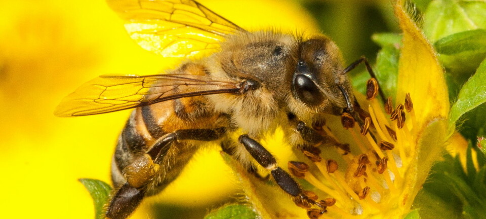 Når bier flyr rundt og samler pollen og nektar, kan de også plukke opp bakterier og andre infeksjoner som finnes ute i verden. (Foto: Christofer Bang)