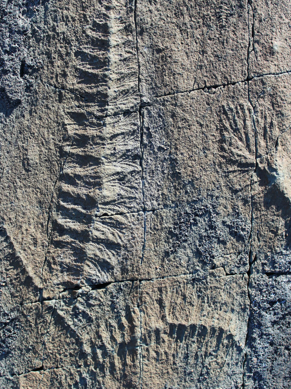 Fjellet avdekker en gruppe fossiler på Newfoundland i Canada. Vulkansk aske knuste organismene på havbunnen, og de ble liggende på samme måte som da de levde. (Foto: AG Liu)
