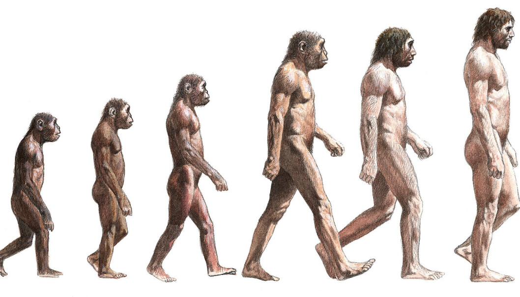 Slike illustrasjoner over utviklingen til menneskeslekten må kanskje tegnes om. <em>Homo erectus</em> (nummer tre fra høyre) var mindre enn denne illustrasjonen viser, ifølge ny forskning. (Illustrasjon: Science Photo Library) Slike illustrasjoner over utviklingen til menneskeslekten må kanskje tegnes om. <em>Homo erectus</em> (nummer tre fra høyre) var mindre enn denne illustrasjonen viser, ifølge ny forskning. (Illustrasjon: Science Photo Library)