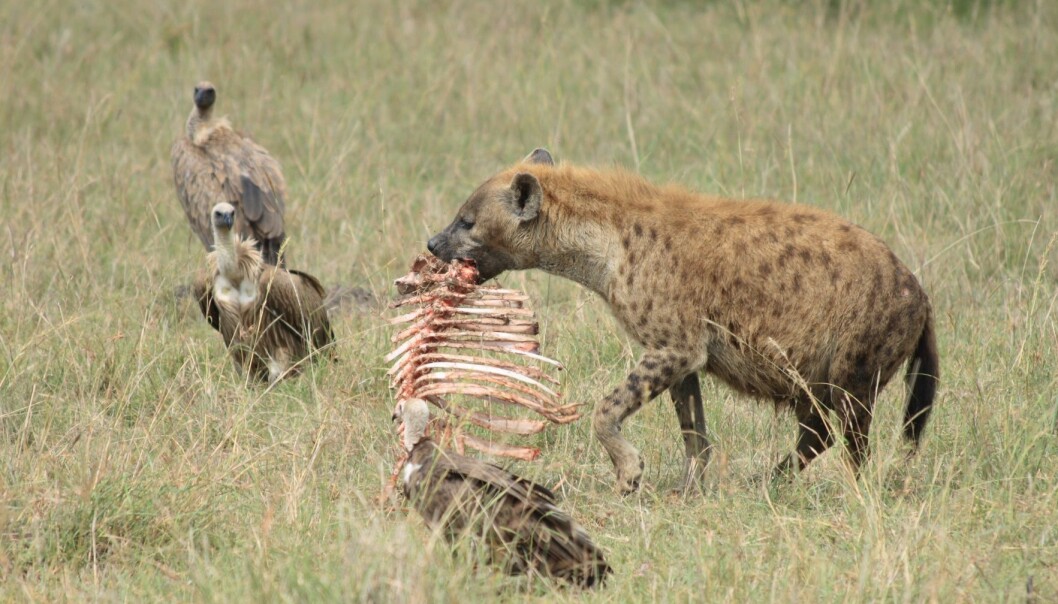 Åtseletere, her representert ved to gribber og en hyene, har skikkelig sure mager. Vi mennesker er like surmagede. (Foto: Microstock)