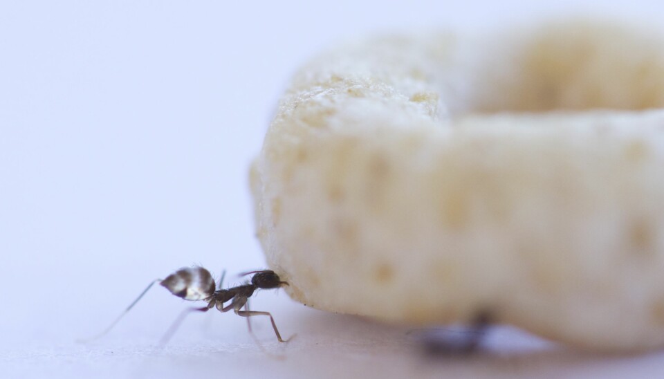 En maur bærer et stykke frokostblanding. Mauren kan bære objekter som er enormt mye større enn seg selv, spesielt når de jobber sammen med andre maur. Dette er arten Paratrechina longicornis. (Foto: Asaf Gal og Ofer Feinerman)