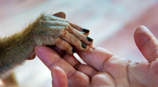 Vi har mer primitive hender enn sjimpansene