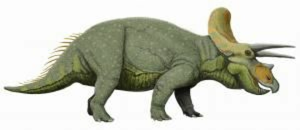 Triceratops var en stor, planteetende dinosaur som levde for omkring 68 millioner år siden. Ifølge den engelske skolen av paleontologer er triceratops en fugl.