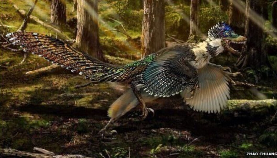 Zhenyuanlong var to meter høy, hadde fjær og vinger. Med størrelsen tyder på at den ikke kunne fly. (Illustr: Zhao Chuang) Zhenyuanlong var to meter høy, hadde fjær og vinger. Med størrelsen tyder på at den ikke kunne fly. (Illustr: Zhao Chuang)