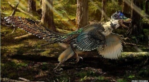 Tror dinosaurer glemte hvordan de kunne fly