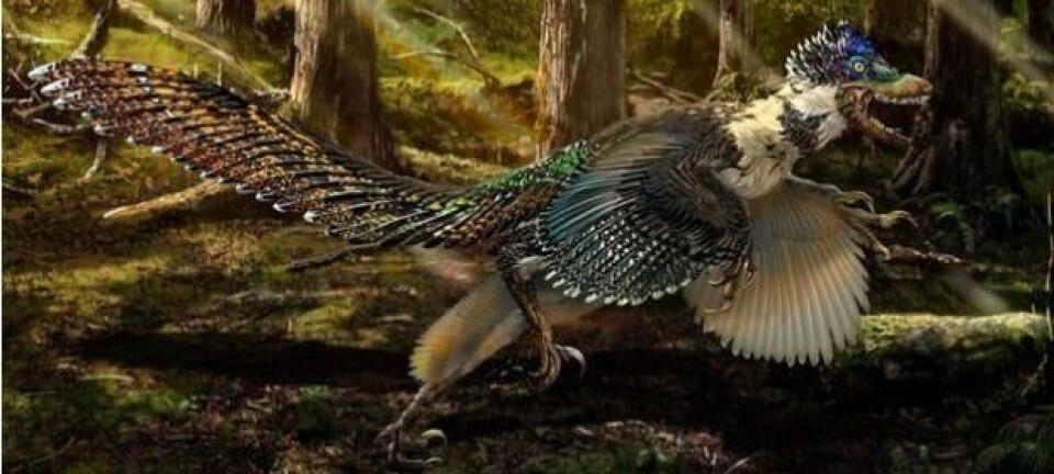 Zhenyuanlong var to meter høy, hadde fjær og vinger. Med størrelsen tyder på at den ikke kunne fly.  (Illustr: Zhao Chuang)