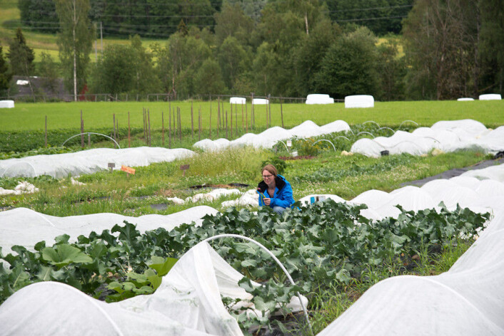Anne Strøm Prestvik inspiserer utviklingen i et broccolifelt på Sø-strøm gård i Nittedal. (Foto: Erling Fløistad) Anne Strøm Prestvik inspiserer utviklingen i et broccolifelt på Sø-strøm gård i Nittedal. (Foto: Erling Fløistad)