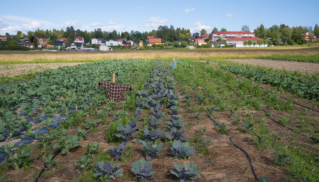 Andelslansbruksfelt på Dysterjordet i Ås. (Foto: Erling Fløistad) Andelslansbruksfelt på Dysterjordet i Ås. (Foto: Erling Fløistad)
