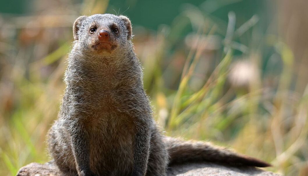 Noen båndmungoer er ikke så interesserte i å passe unger. (Foto: Hans Hillewaert/Wikimedia Commons under lisens Creative Commons Attribution-Share Alike 3.0 Unported) Noen båndmungoer er ikke så interesserte i å passe unger. (Foto: Hans Hillewaert/Wikimedia Commons under lisens Creative Commons Attribution-Share Alike 3.0 Unported)