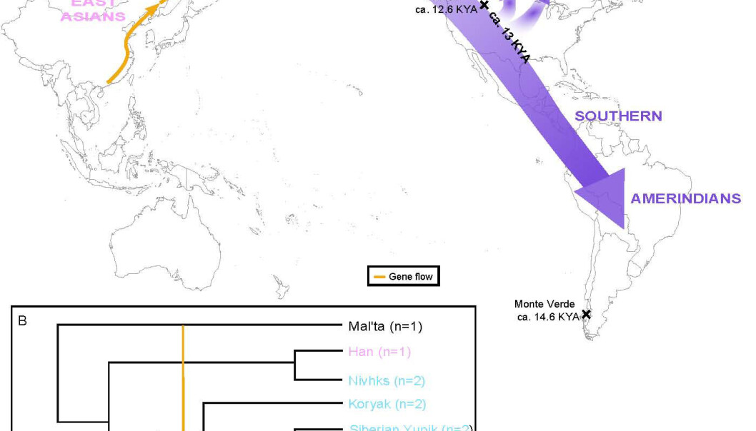 Én gruppe mennesker vandret inn fra Asia, stoppet en stund i nord og delte seg i flere grupper på det amerikanske kontinentet, slik dette kartet viser. De er opphavet til urbefolkningen i Amerika, tror forskerne bak en studie i tidsskriftet Science. Forskere som skriver i Nature er uenige. De mener at to grupper kom over sundet og spredte seg uavhengig av hverandre. (Illustrasjon: Raghavan et al., Science 2015) Én gruppe mennesker vandret inn fra Asia, stoppet en stund i nord og delte seg i flere grupper på det amerikanske kontinentet, slik dette kartet viser. De er opphavet til urbefolkningen i Amerika, tror forskerne bak en studie i tidsskriftet Science. Forskere som skriver i Nature er uenige. De mener at to grupper kom over sundet og spredte seg uavhengig av hverandre. (Illustrasjon: Raghavan et al., Science 2015)