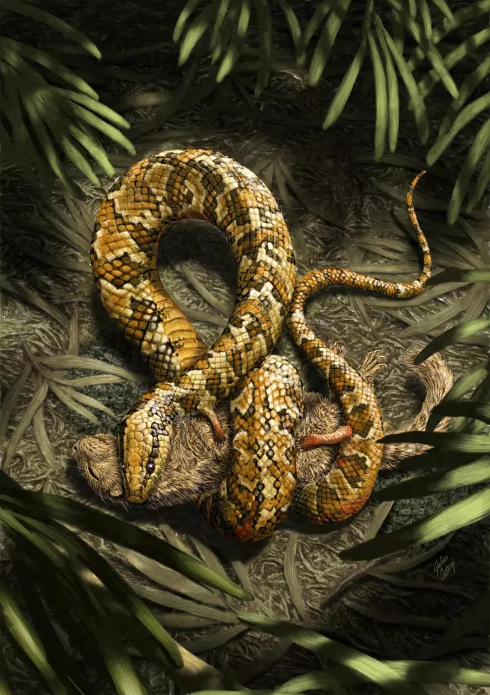 En annen rekonstruksjon av slangen. Her spiser den en liten gnager. (Foto: (Illustrasjon: Julius T Cstonyi))