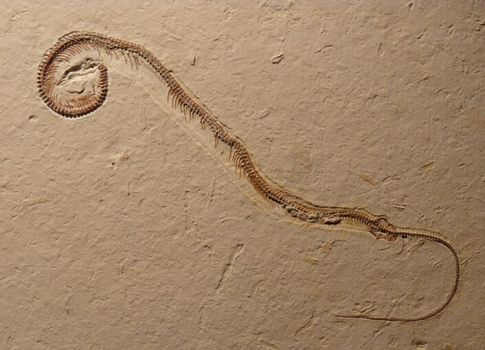 Fossilet av Tetrapodophis amplectus. Bakbena kan tydelig sees langt nede til høyre på kroppen. (Foto: Dave Martill, University of Portsmouth) Fossilet av Tetrapodophis amplectus. Bakbena kan tydelig sees langt nede til høyre på kroppen. (Foto: Dave Martill, University of Portsmouth)