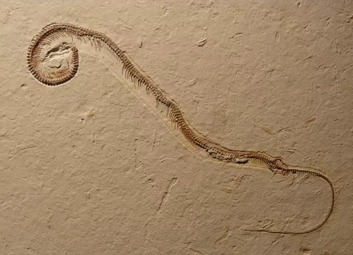 Fossilet av Tetrapodophis amplectus. Bakbena kan tydelig sees langt nede til høyre på kroppen. (Foto: Dave Martill, University of Portsmouth)