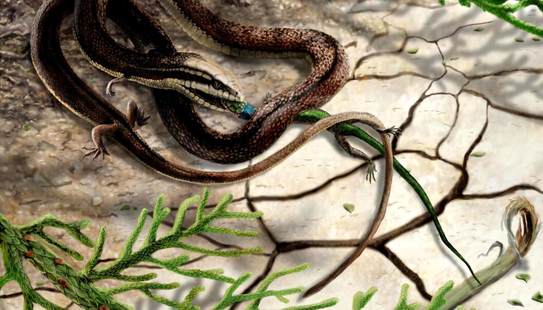 Den firbente slangen som fanger en annen liten reptil, slik en kunstner ser for seg. (Illustrasjon: James Brown/University of Portsmouth) Den firbente slangen som fanger en annen liten reptil, slik en kunstner ser for seg. (Illustrasjon: James Brown/University of Portsmouth)