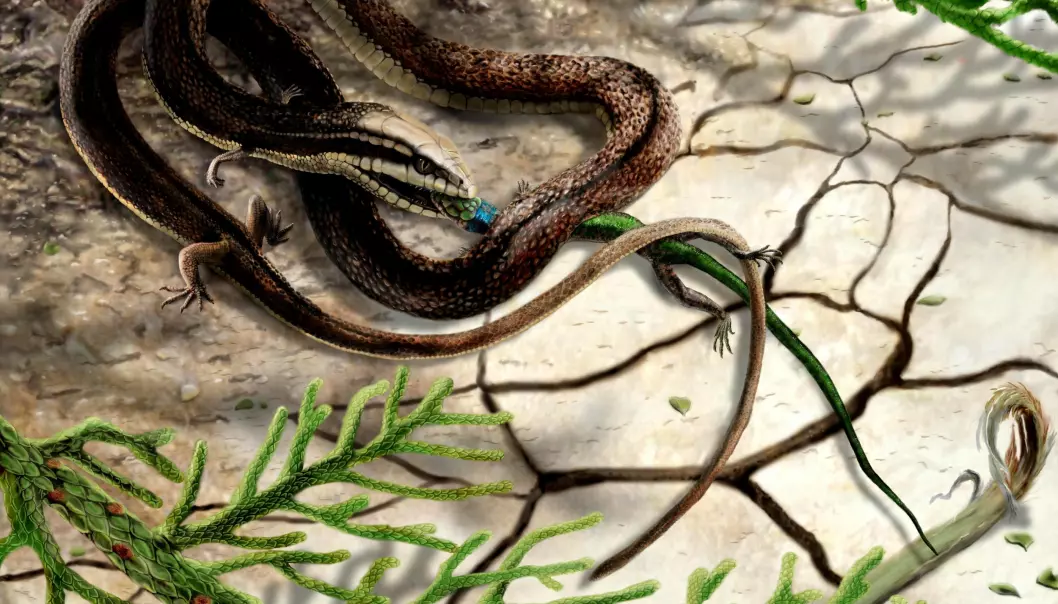 Den firbente slangen som fanger en annen liten reptil, slik en kunstner ser for seg. (Illustrasjon: James Brown/University of Portsmouth)