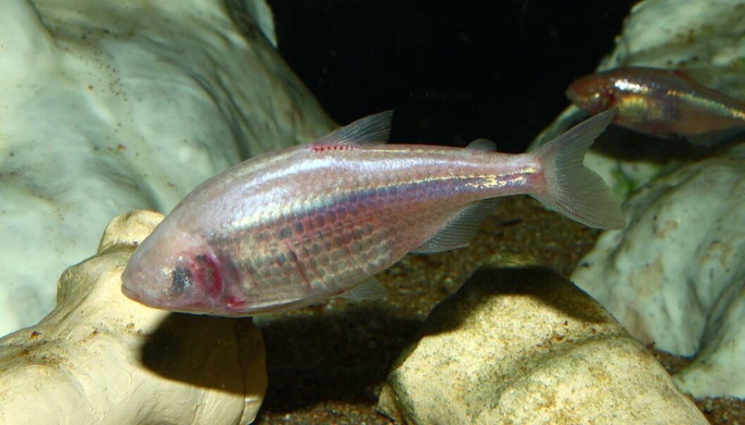 Astyanax mexicanus lever i huler i Mexico. Etter tusener av år i mørket har fiskene mistet fargen og øynene sine. Til gjengjeld er de mestere i overspising. Bildet er tatt ved Staatliches Museum für Naturkunde Karlsruhe, Germany. (Foto: H. Zell, via Wikimedia Commons) Astyanax mexicanus lever i huler i Mexico. Etter tusener av år i mørket har fiskene mistet fargen og øynene sine. Til gjengjeld er de mestere i overspising. Bildet er tatt ved Staatliches Museum für Naturkunde Karlsruhe, Germany. (Foto: H. Zell, via Wikimedia Commons)