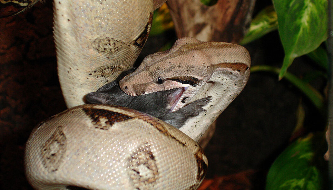 En kongeboa (Boa constrictor) har kveilet seg rundt et byttedyr og er på vei til begynne måltidet. (Foto: Jens Raschendorf/CC BY-SA 2.5) En kongeboa (Boa constrictor) har kveilet seg rundt et byttedyr og er på vei til begynne måltidet. (Foto: Jens Raschendorf/CC BY-SA 2.5)
