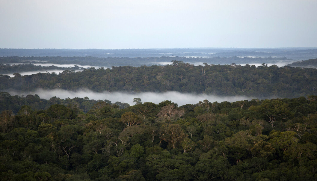 Amazonas-jungelen framstår uberørt sett ovenfra. Men den er preget av menneskers ferd over flere tusen år. (Foto: Reuters) Amazonas-jungelen framstår uberørt sett ovenfra. Men den er preget av menneskers ferd over flere tusen år. (Foto: Reuters)