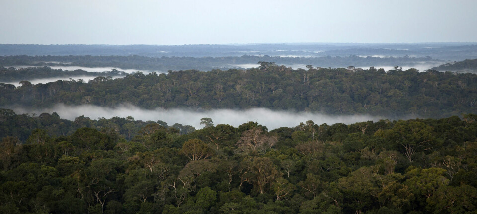 Amazonas-jungelen framstår uberørt sett ovenfra. Men den er preget av menneskers ferd over flere tusen år. (Foto: Reuters)