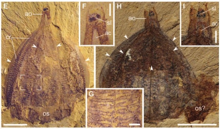 Slik ser noen av fossilene ut. Kammene med cilier er tydelige (cr) Foto: Qiang et al. 2015. Science Advances Slik ser noen av fossilene ut. Kammene med cilier er tydelige (cr) Foto: Qiang et al. 2015. Science Advances