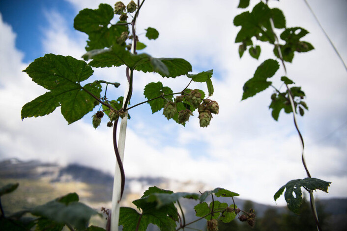 Humleplanter. Forsøk med dyrking av humle, NIBIO Ullensvang (Foto: Anette Tjomsland) Humleplanter. Forsøk med dyrking av humle, NIBIO Ullensvang (Foto: Anette Tjomsland)