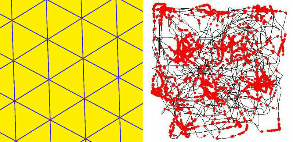 Til venstre: Gittercellene danner et trekantmønster i hjernen. Til høyre: De svarte strekene viser sporet til en rotte i et kvadratisk rom. De røde prikkene viser hvor gittercellene har fyrt av. (Foto: (Figur: Tomruen (t.v)/Torkel Hafting (t.h), Creative Commons Attribution-Share Alike 3.0 Unported license.))