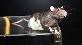 Moser-forskerne har funnet fartsceller i rottehjernen