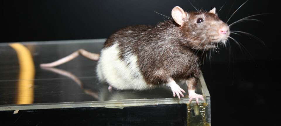 Når rotter løper fortere på et spor, fyrer en bestemt type nerveceller raskere. Disse cellene gir fartsinformasjon som hjelper rottene til å oppdatere sitt mentale kart over omgivelsene, viser forsøk gjort av Moser-forskerne. Her er en rotte på et spor lignende det som ble brukt i forsøkene. (Foto: Raymond Skjerpeng, NTNU)