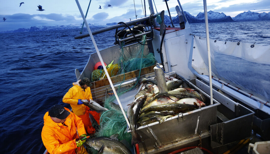 Både skånsom behandling av torsken, hvile og riktig slaktemetode er viktig for å få best mulig smak og kvalitet på fisken. (Foto: Cornelius Poppe, NTB scanpix) Både skånsom behandling av torsken, hvile og riktig slaktemetode er viktig for å få best mulig smak og kvalitet på fisken. (Foto: Cornelius Poppe, NTB scanpix)