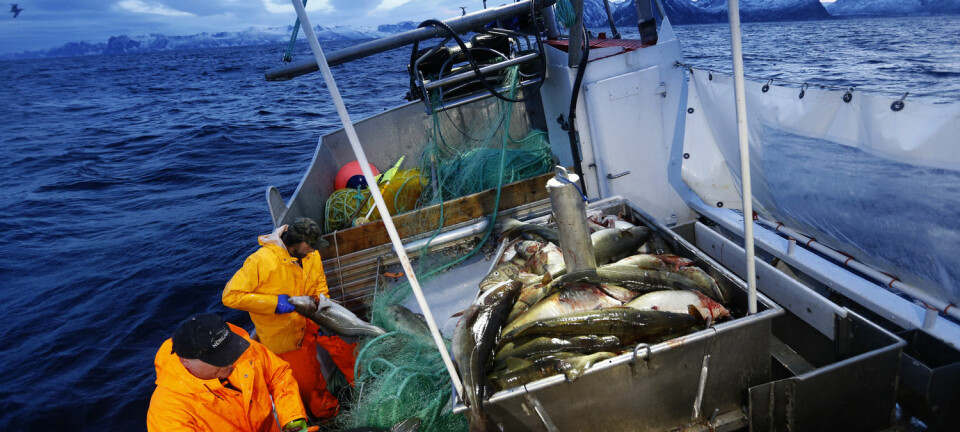 Både skånsom behandling av torsken, hvile og riktig slaktemetode er viktig for å få best mulig smak og kvalitet på fisken.  (Foto: Cornelius Poppe, NTB scanpix)