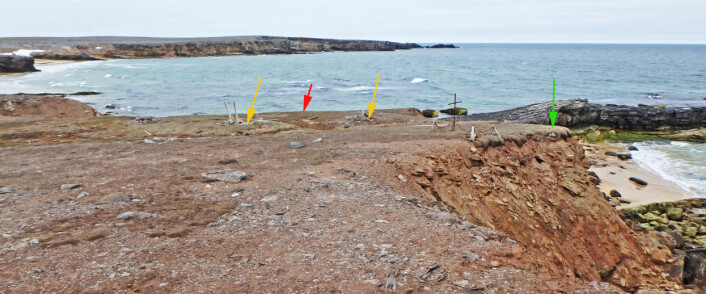 Boplassen og gravplassen Nordhamna ligger på en fremskutt terrasse. De mektige kreftene fra Barentshavet jobber seg inn fra alle kanter og hvert år raser deler av terrassen ut. Den utgravde skjelettgraven er markert med grønn pil, tuftene etter fangststasjonene er markert med gule piler og avfallsområdet vi skal undersøke er markert med rød pil. (Foto: Dag Nævestad/Sysselmannen på Svalbard) Boplassen og gravplassen Nordhamna ligger på en fremskutt terrasse. De mektige kreftene fra Barentshavet jobber seg inn fra alle kanter og hvert år raser deler av terrassen ut. Den utgravde skjelettgraven er markert med grønn pil, tuftene etter fangststasjonene er markert med gule piler og avfallsområdet vi skal undersøke er markert med rød pil. (Foto: Dag Nævestad/Sysselmannen på Svalbard)