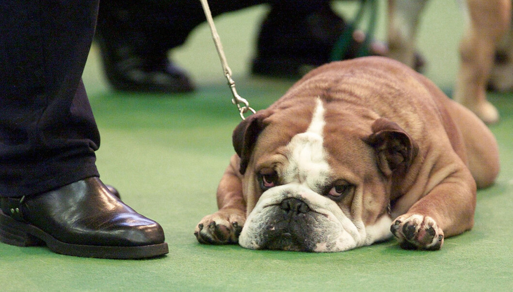 En bulldog tar en pust i bakken mens den venter på dommen under verdens største hundeutstilling, Crufts i England. (Foto: Reuters) En bulldog tar en pust i bakken mens den venter på dommen under verdens største hundeutstilling, Crufts i England. (Foto: Reuters)