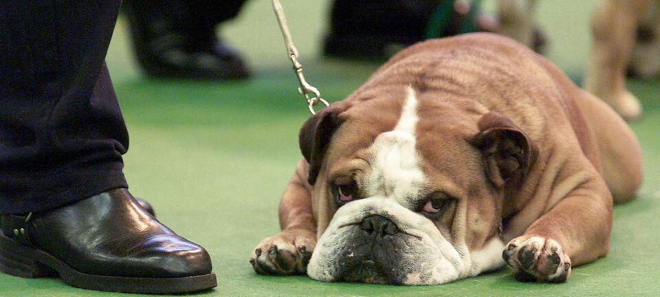 En bulldog tar en pust i bakken mens den venter på dommen under verdens største hundeutstilling, Crufts i England.  (Foto: Reuters)