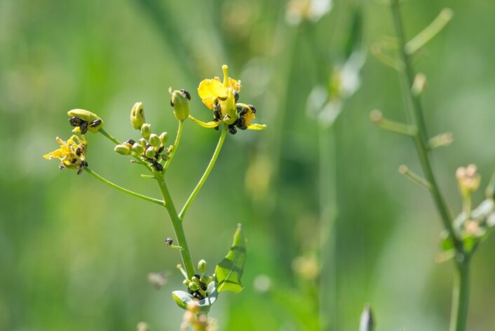 I dette forsøksfeltet var det så mange rapsglansbiller at nesten alle blomsterknoppane vart etne opp etter kvart som vart blei danna. Skaden var total. (Foto: E. Fløistad, NIBIO) I dette forsøksfeltet var det så mange rapsglansbiller at nesten alle blomsterknoppane vart etne opp etter kvart som vart blei danna. Skaden var total. (Foto: E. Fløistad, NIBIO)