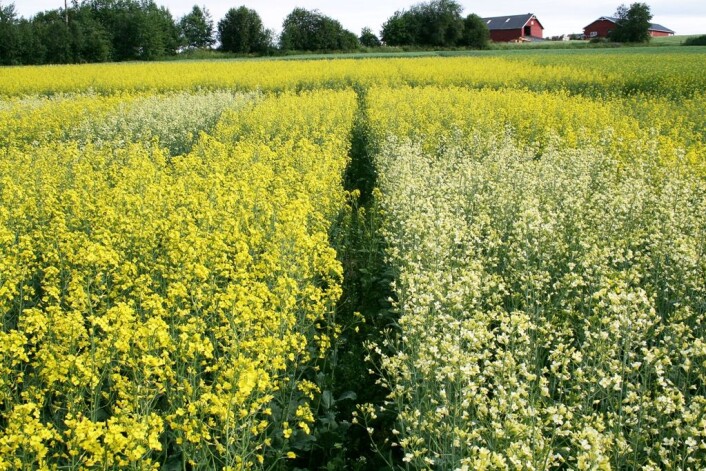 Frå feltforsøk med vårraps med ulik blomsterfarge. Rapsglansbillene føretrekker oftast blomar med lys farge. (Foto: U. Abrahamsen, NIBIO) Frå feltforsøk med vårraps med ulik blomsterfarge. Rapsglansbillene føretrekker oftast blomar med lys farge. (Foto: U. Abrahamsen, NIBIO)
