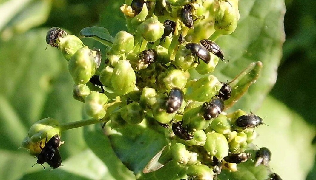 Dei vaksne rapsglansbillene et på blomsterknoppane. Dette fører til at det blir få frøkapslar og liten eller inga avling. (Foto: U. Abrahamsen, NIBIO) Dei vaksne rapsglansbillene et på blomsterknoppane. Dette fører til at det blir få frøkapslar og liten eller inga avling. (Foto: U. Abrahamsen, NIBIO)