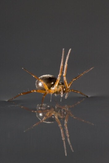 A. Linyphiid bruker beina som seil. (Foto: Alex Hyde) A. Linyphiid bruker beina som seil. (Foto: Alex Hyde)