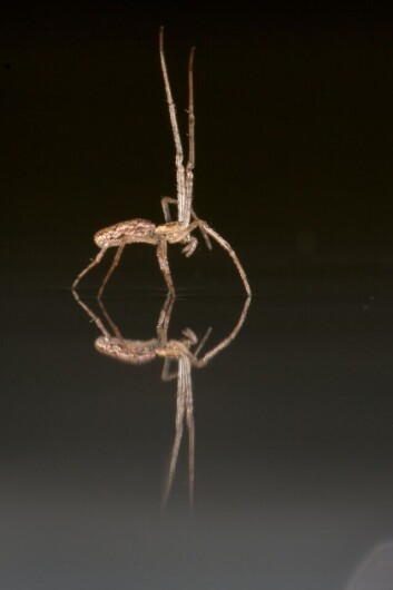B. Tetragnathid benytter noen av de åtte beina for å fange vinden. (Foto: Alex Hyde) B. Tetragnathid benytter noen av de åtte beina for å fange vinden. (Foto: Alex Hyde)